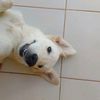 les_chiens_la_vie