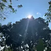 _samii010