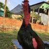 nhatbo03