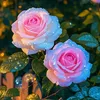 .djp_313