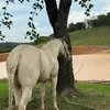 luiz.otavio.perei5