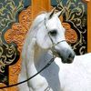 mohammad87296