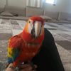 muhammed_esin_tamirci0