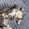 disamkaxx
