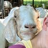 thatgoatgirl08