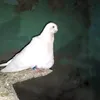 zaineben8