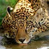 animalwild30