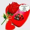 bosnabosnabosna67