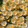 flowersgarden2431