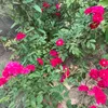 sanfora4492