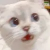 vòng cổ con on the mic