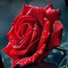 yantie_want2
