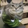 watermeloncaatt