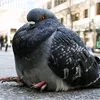 fat_pigeon.7