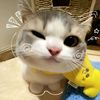 yenn0341