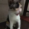 skibidoopapap