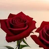 mramadeel