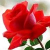 jamalhaboos