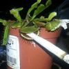 smoking_plant