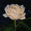 tanyadana64