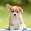 lilfurfriends