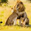 the.big.lion1