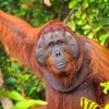 pongo.pygmaeus6