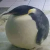 the_fat_penguin