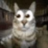 somerandomcat_33