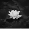 nhi.xuan769