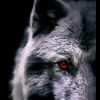 ☣️LASET WOLF🔱