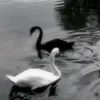 chrisi9666