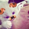 belluvv_117