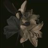 idontknow_0.6