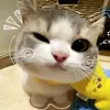 drsh_huh