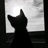 l5l5ci