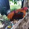 dodoysbackyard