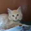 franchel.prince