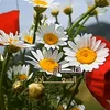 rejana8328