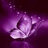 lotus.flower33
