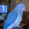 roccothehappyringneck