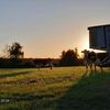 amalia_0809