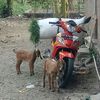 iwan.sofyan94