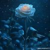 ruun.omar8
