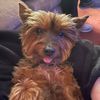 yorkiemomjess