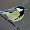 le.blue.bird