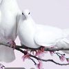 user3204007978408
