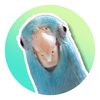 squeakybeak