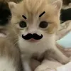 nam_nam.0.1