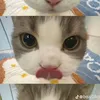 taikhoanandanh20